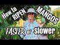 HOW TO Ripen Mangos! Speed it Up or Slow it Down