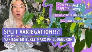 showing you my special variegated Philodendron 'Burle Marx' :) how variegation a