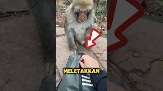 Jangan meletakan tas di depan monyet‼️😨