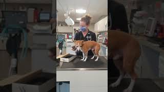 Skill #24 - Microchip scanning