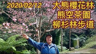 ［陽光登山健行錄］- 72  大熊櫻花林+熊空茶園+柳杉林步道