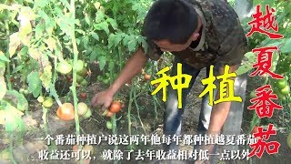 夏天种番茄如何高产？改变种植模式，一棵能结30多个精品果【付老师种植技术团队】