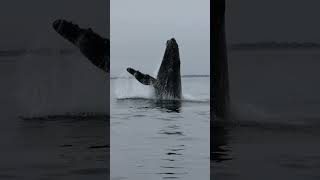 Captivating Moment: Humpback Whale Jumping Out of Water
