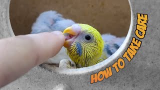 How to take care of Baby Budgies