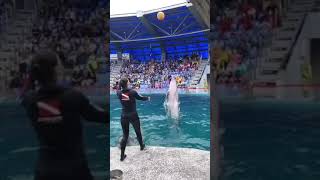 See World Dolphin show with Female #Shorts #dolphin #Viral