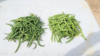 Green Bean Harvest - 5 lbs of Big Kahuna and Provider - 2nd picking