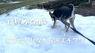 寒がりチワワが猫背で雪を楽しむ姿がこちら