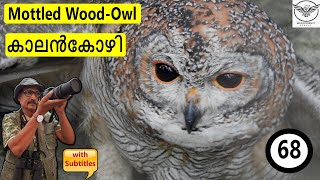 Mottled Wood Owl | Kalan Kozhy | Thachan Kozhy | Netoolan | Netilan | Strix ocellata | കാലൻകോഴി