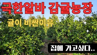 극한직업 감귤알바🫢전..포기...|감귤알바 |제주귤농장|제주도알바|감귤체험|제주귤따기알바