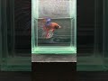 【1点モノ】 ベタ クラウンテール shorts タイ産 淡水魚 アクアリウム b3729