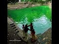 കാവും ക്ഷേത്രവും കോട്ടയിൽ ക്ഷേത്രം kottayil temple muchukunnu payyoli