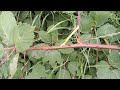 peppered moth larva