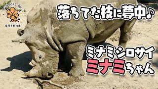 【福岡市動物園】落ちてた木の枝に夢中👀🦏ミナミシロサイのミナミちゃん[Fukuoka City Zoo] Southern white rhinoceros, Minami.