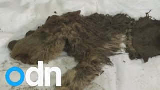 Remains of 10,000-year-old baby woolly rhino discovered in Siberia