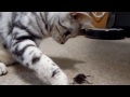 あめちゃんの夏の思い出～飛んでいるカブトムシを追いかけた夏～memories of the summer of cat~chase a flying beetle~