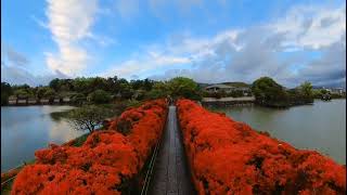 満開の長岡天満宮のキリシマツツジ。