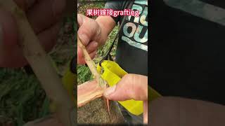 超详细的果树嫁接教程：三种果树嫁接方法一学就通Super detailed fruit tree grafting tutorial: learn three  grafting methods