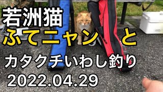 若洲海浜公園の名物猫のふてニャンと、カタクチイワシ釣って遊んできました！(若洲海浜公園編 part4)