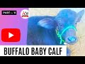 Buffalo baby calf part -11