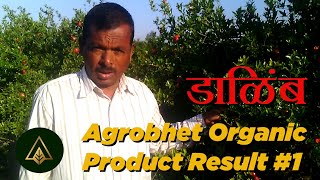 डाळिंब बाग सेंद्रिय रिझल्ट  I pomegranate I Agriculture 9767981244