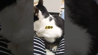 【占領されてます…】　＃shorts　＃朝は寒い　＃電気ストーブ　＃ねこ #ねこ動画 　＃ねこ