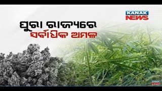 Special News: Cannabis Farming In Malkangiri District