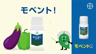 灌注も散布もモベント１剤で！なす・ピーマンの、あの隠れた害虫を一網打尽！