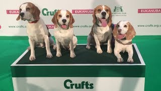 Crufts 2019 - Beagle Mania