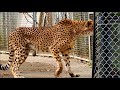 デュラ母さん、お疲れ様　cheetah チーター 　多摩動物公園