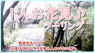 一人お花見ツーリングしてきた♪