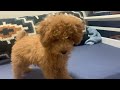 【宿敵】掃除機が怖いこむぎがついに！！！【トイプードル】toy poodle vs vacuum cleaner