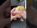 Cute ducks!