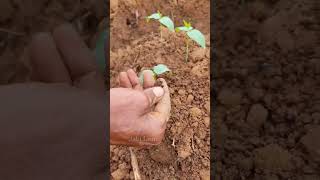 ഈ പയർ കുറ്റി മുല്ലയാണ് #shorts  #Organicvegetablefarming