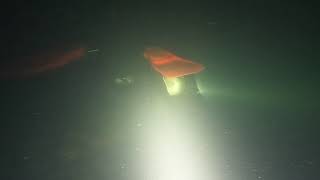 Roubidoux Spring Missouri   exiting deep section limited visibility 1