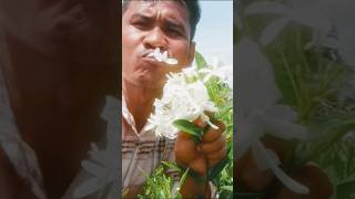 ញាំផ្កាព្រៃឆ្ងាញ់ណាស់ #Eating Wild Flowers Delicious #videoeating #eatingsounds #eating