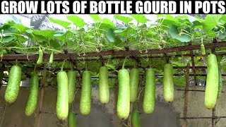 How to Grow Gourds at Home | FULL INFORMATION