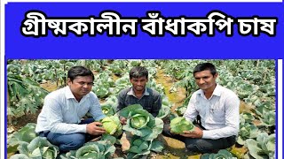 গ্রীষ্ম কালীন বাঁধাকপি চাষ /summer Cabbage  culture