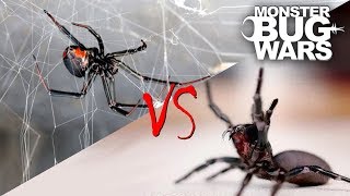 Spider vs Spider Showdowns #1-5 | MONSTER BUG WARS