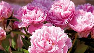 Growing Peonies from seed (Paeonia)