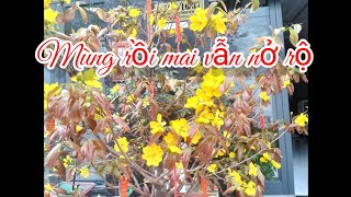 Phuong Huynh đang phát trực tiếp! Buổi trưa e tìm km.Mời cô chú ace ngắm mai nở muộn ạ.