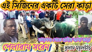 এই সিজিনের একটি সেরা কাড়া।পেলারাম সরেন বুলান মহুলটাঁড়। ঝাড়খণ্ড থেকে প্রাইজ আনা কাড়া।