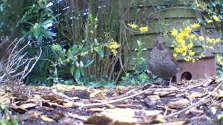 Ruf des Amsel Weibchen im Garten.