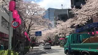 【中野通りの桜】2019.3.  東京都中野区   Nakano-dori cherry blossoms  2019