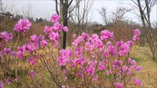 진달래 - 소프라노 강혜정/이상규 시/정애련 곡