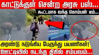 காட்டுக்குள் சென்ற அரசு பஸ்... கூட்டமாக வந்த கொம்பன் டீம்... அரண்டு நடுங்கிய பேருந்து பயணிகள்!