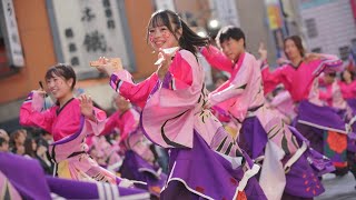 【公式】 鳳遙恋2024『咲散花』 東京よさこい２日目／四商店街会場