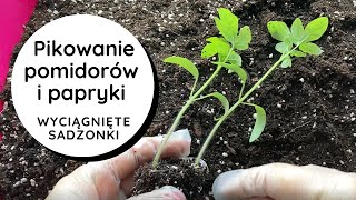 👉Sposoby na wyciągnięte, wybiegnięte sadzonki, pikowanie i przesadzanie pomidorów🍅 i papryki🌶️