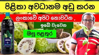 ලංකාවට නොවටින, ලෝකෙටම වටින අපේ පළතුරක් ගැන දන්නවද?|Amazing Benefits of Noni Fruit|Ceylon Agri|Epi315