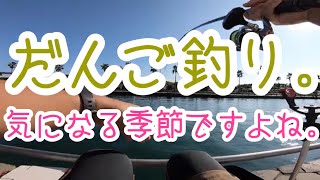 真夏のだんご釣りは成立するのか？【新居海釣り公園】【紀州釣り】