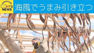 海風にさらされてうまみ引き立つ棒ダラに…稚内で真ダラの納屋がけ始まる